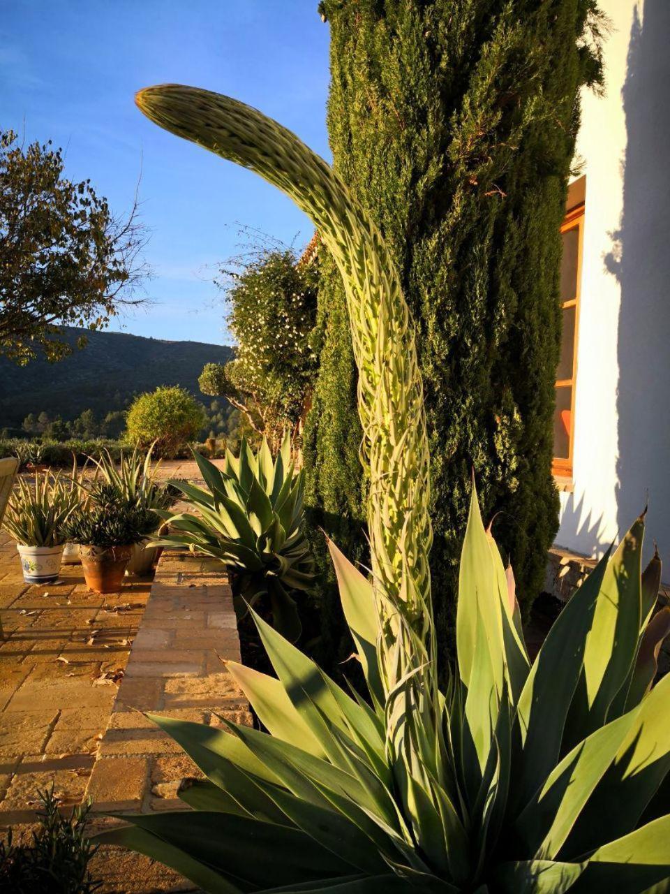 Gasthaus Castell De La Solana Alcalalí Exterior foto